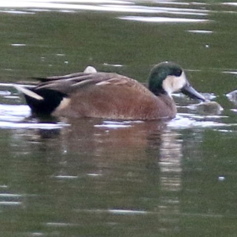 Hybrid gadwall and shoveller