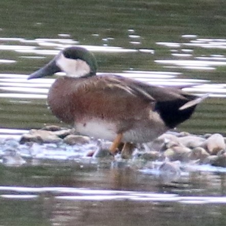 Hybrid gadwall and shoveller
