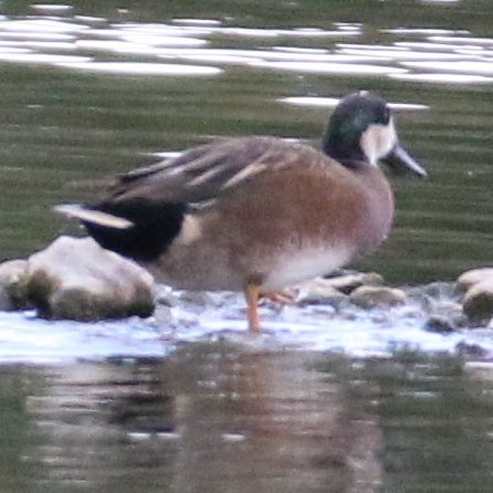 Hybrid gadwall and shoveller