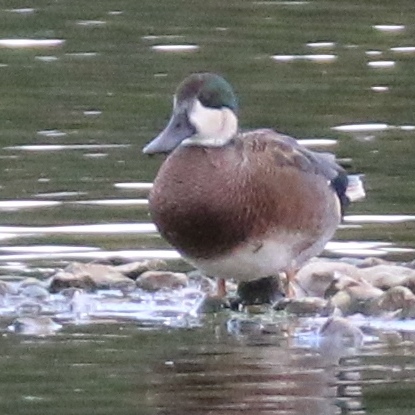 Hybrid gadwall and shoveller