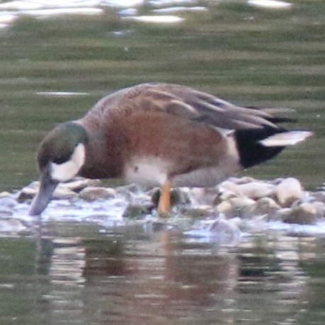 Hybrid gadwall and shoveller