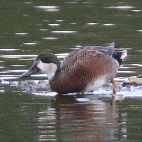 Hybrid gadwall and shoveller