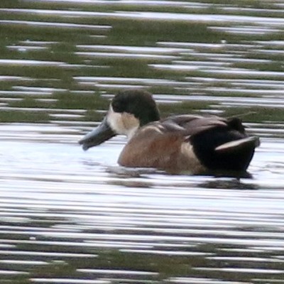 Hybrid gadwall and shoveller