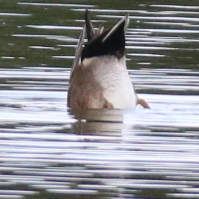 Hybrid gadwall and shoveller