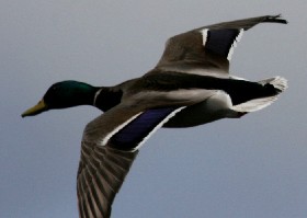 Mallard in flight