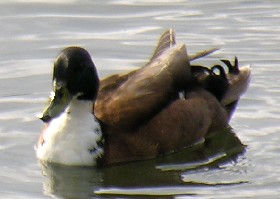 Mallard hybrid