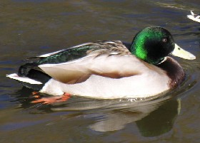Mallard drake