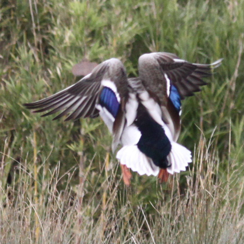Mallard in flight