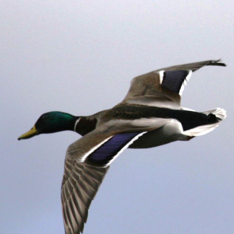 Mallard in flight