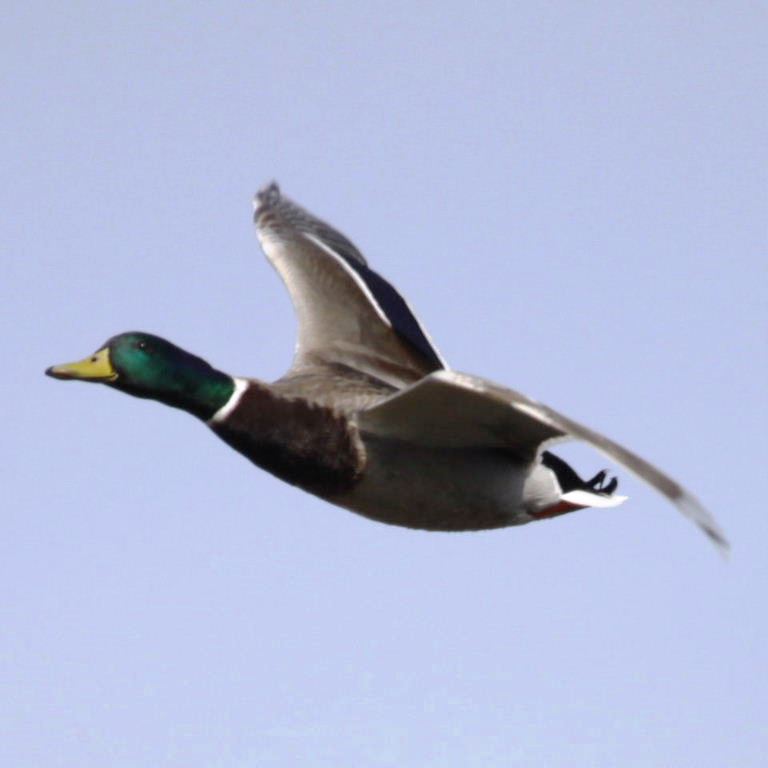 Mallard in flight