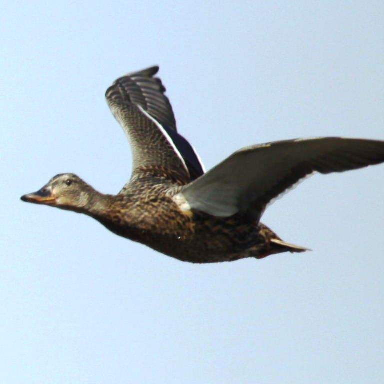 Mallard in flight
