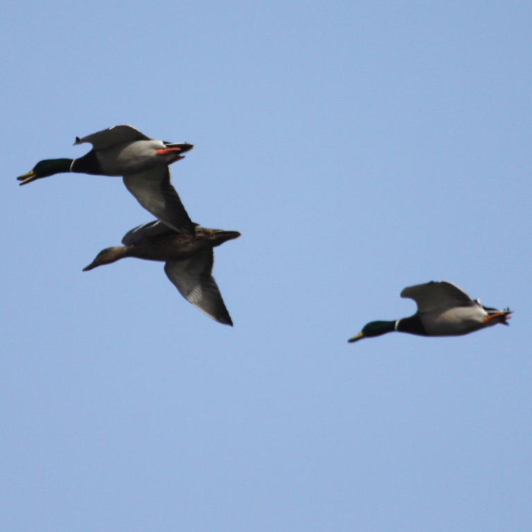 Three Flying Ducks