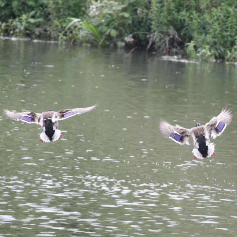 Mallards in flight