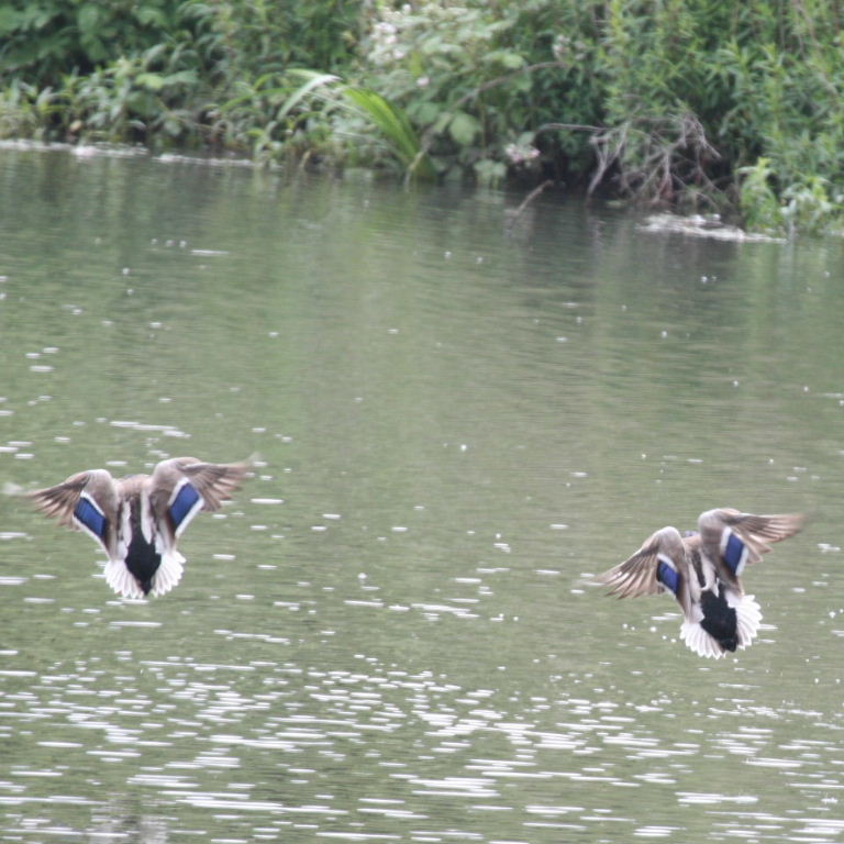 Mallards in flight