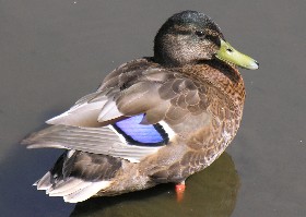 Mallard female