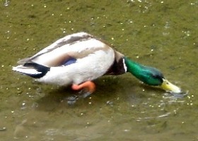 Mallard drake