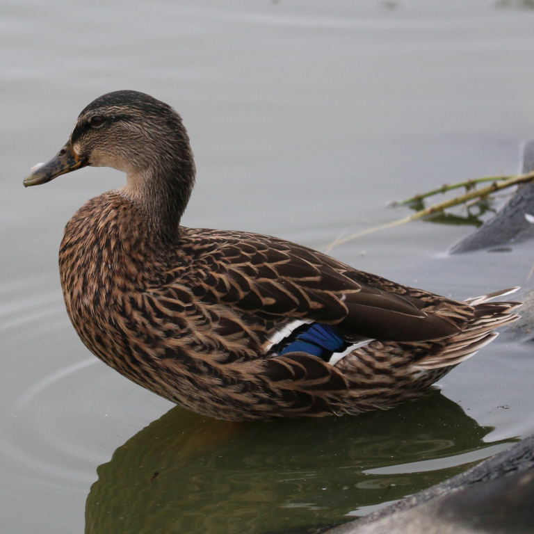 Mallard