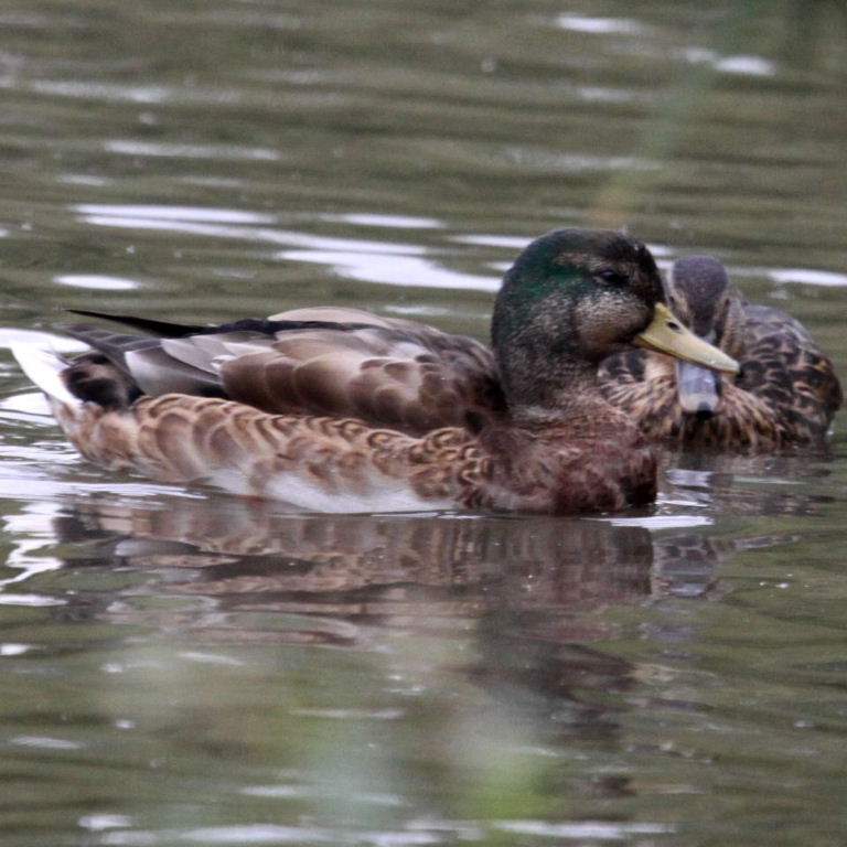 Juvenile Mallard