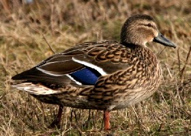 Mallard
