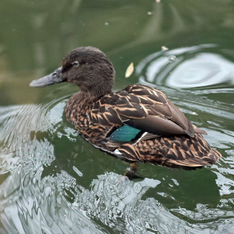 Meller's Duck