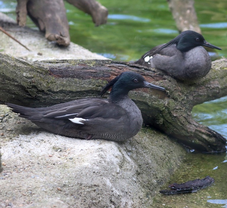 Brazilian Merganser