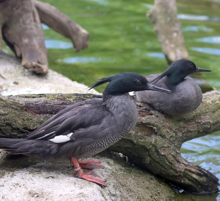 Brazilian Merganser