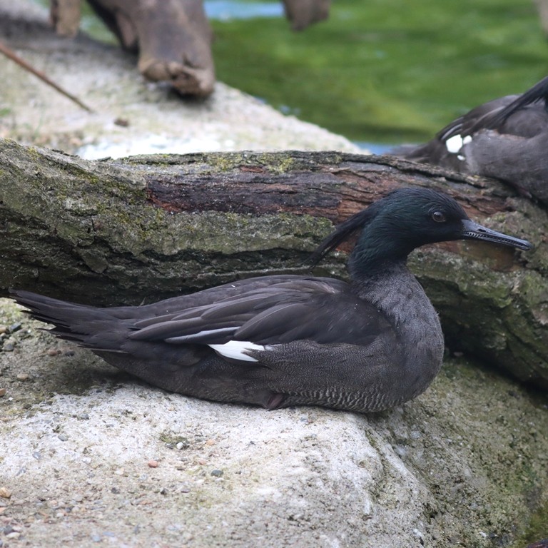 Brazilian Merganser