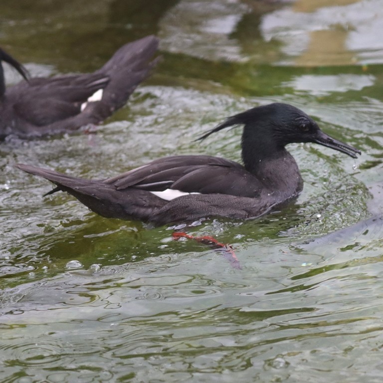 Brazilian Merganser
