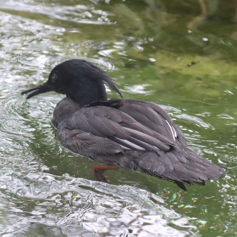 Brazilian Merganser