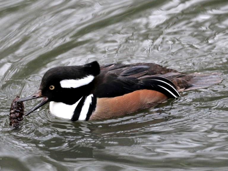 Hooded Merganser with fir cone