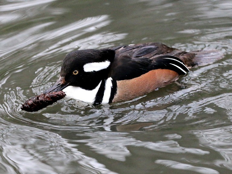 Hooded Merganser with fir cone