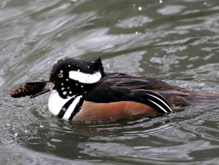 Hooded Merganser with fir cone