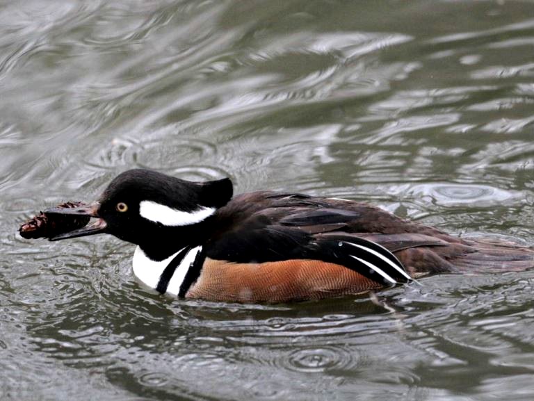 Hooded Merganser with fir cone