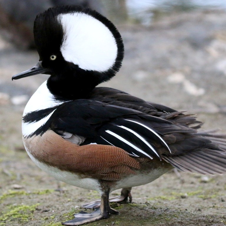 Hooded Merganser