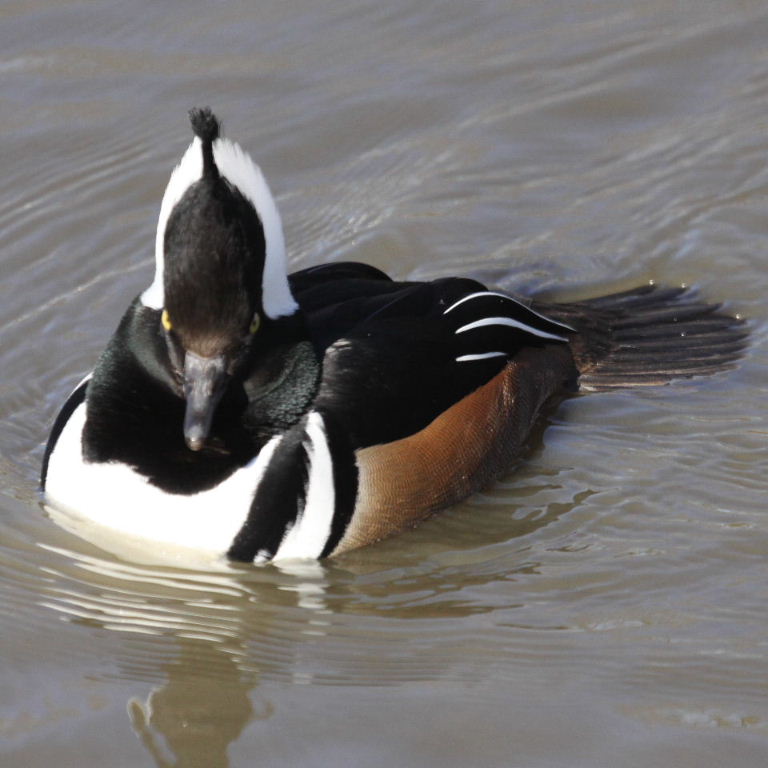 Hooded Merganser