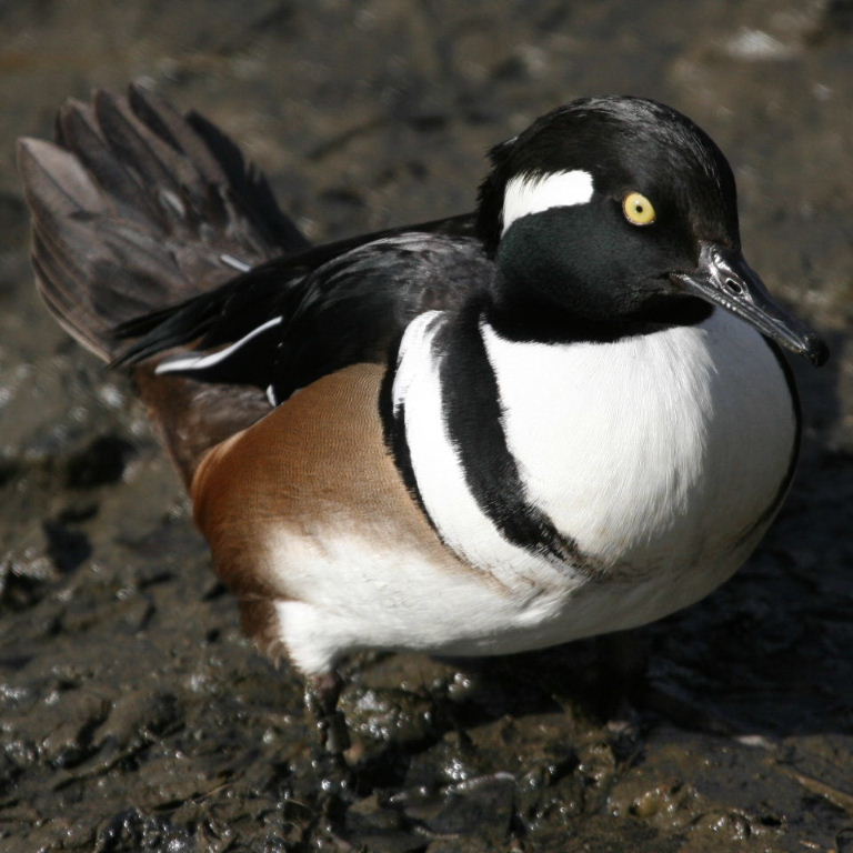 Hooded Merganser