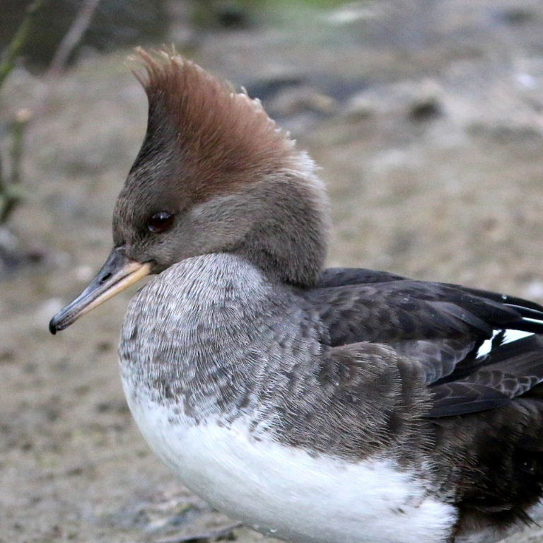 Hooded Merganser