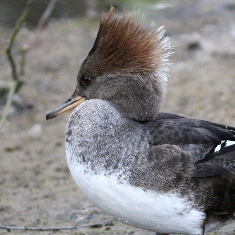 Hooded Merganser