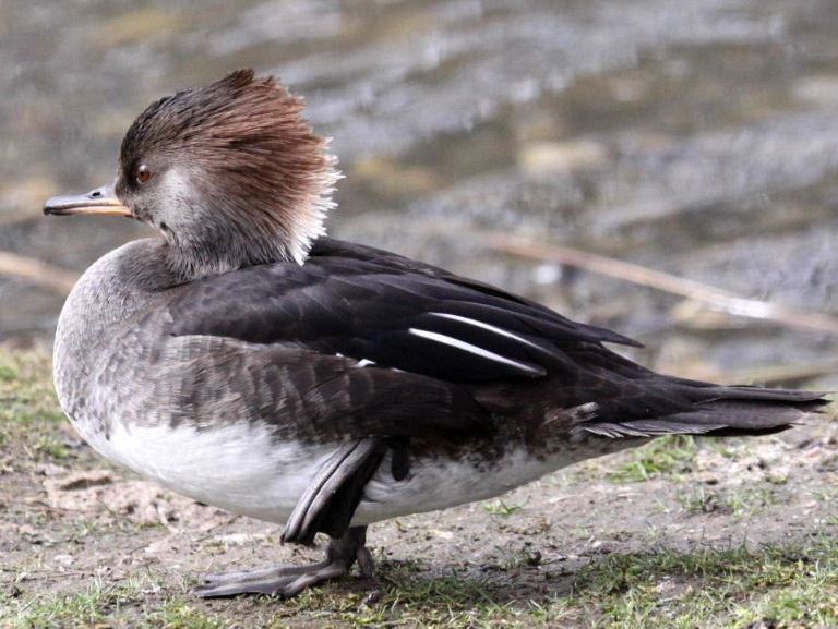 Hooded Merganser female