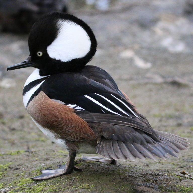 Hooded Merganser