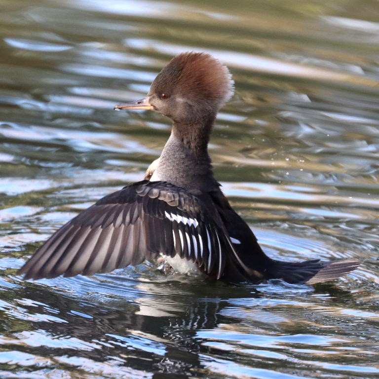 Hooded Merganser female