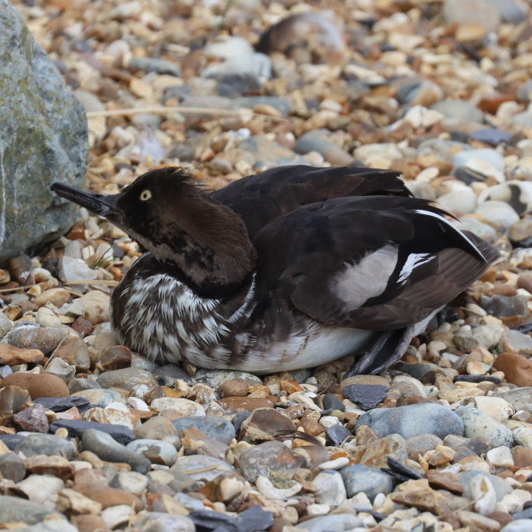 Hooded Merganser
