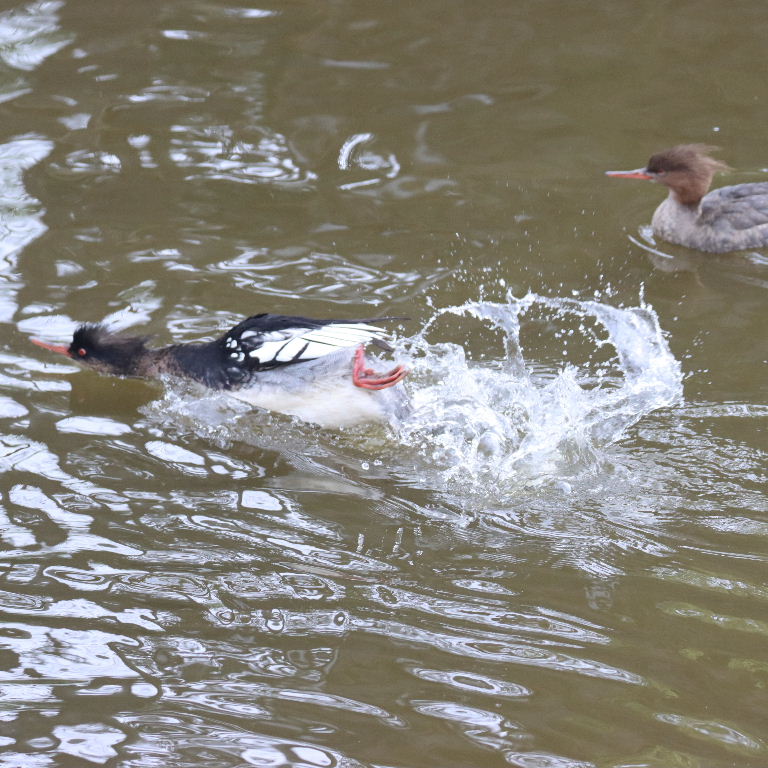 Red-breasted Merganser