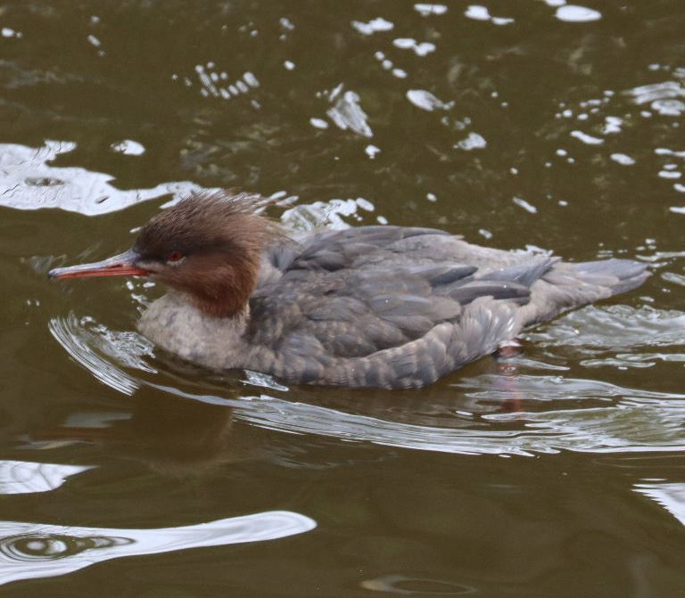 Red-breasted Merganser female