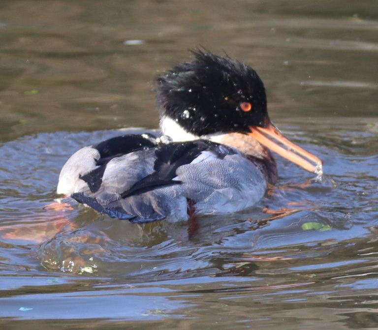 Red-breasted Merganser male