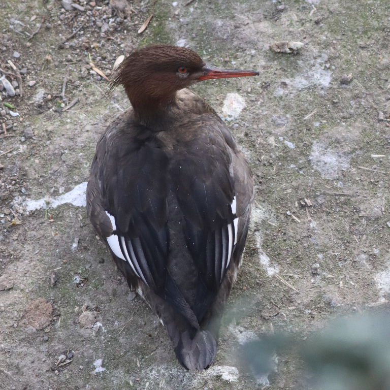 Red-breasted Merganser