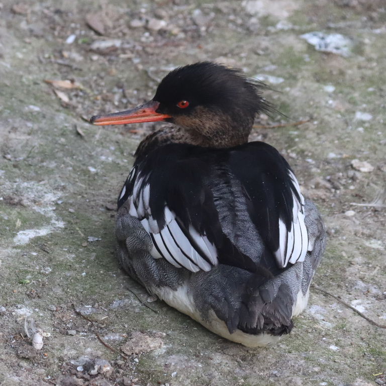Red-breasted Merganser