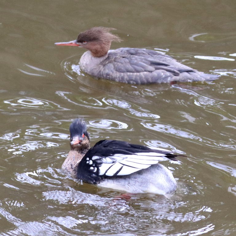 Red-breasted Merganser