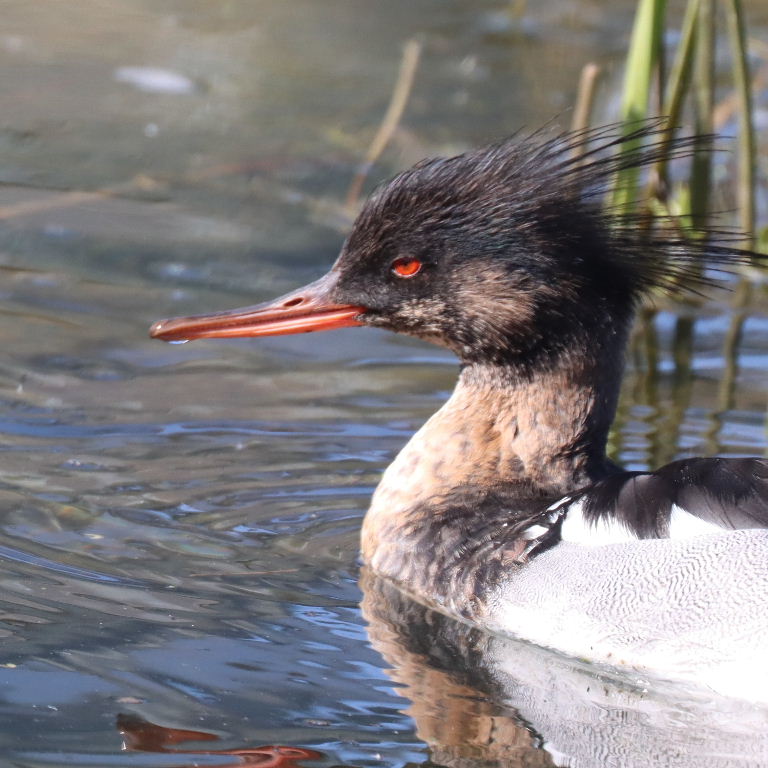 Red-breasted Merganser