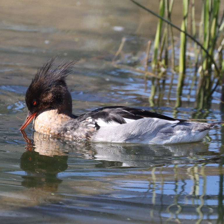 Red-breasted Merganser